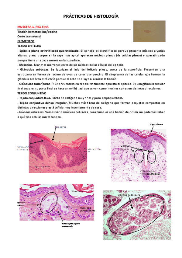 Miniatura del documento RESUMEN PRACTICAS bio (1)(1).pdf