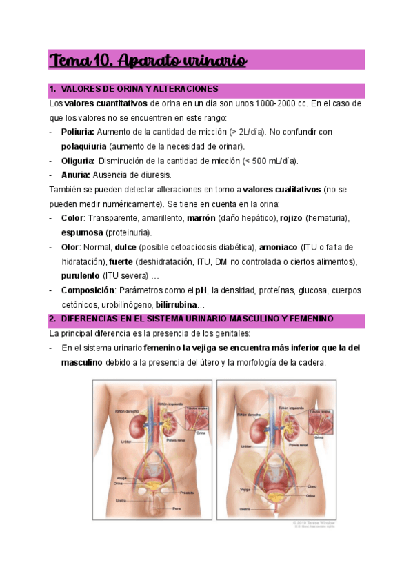 Miniatura del documento Tema-10.-Aparato-urinario.pdf