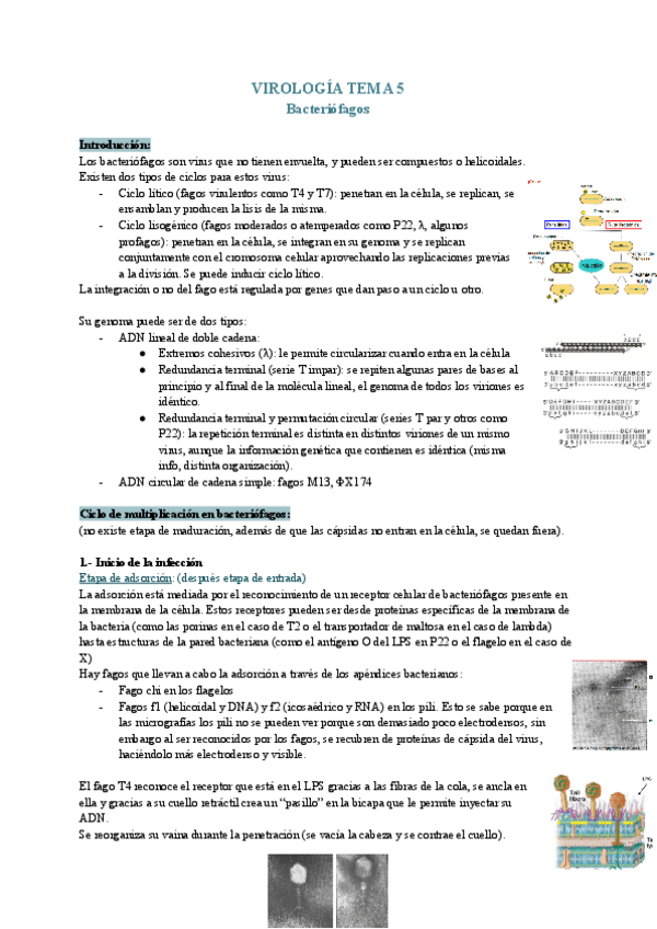 Miniatura del documento Virologia-Tema-5.pdf