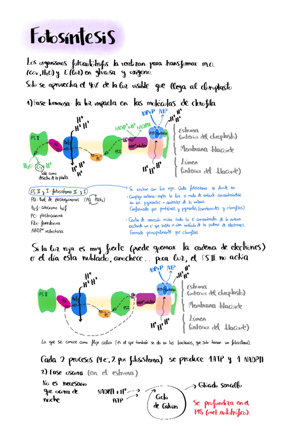 Miniatura del documento T16-Fotosintesis.pdf