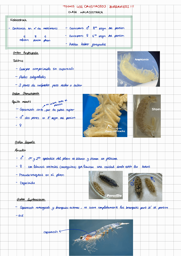 Miniatura del documento Practica-8-Crustaceos-II-y-Hexapodos-I.pdf