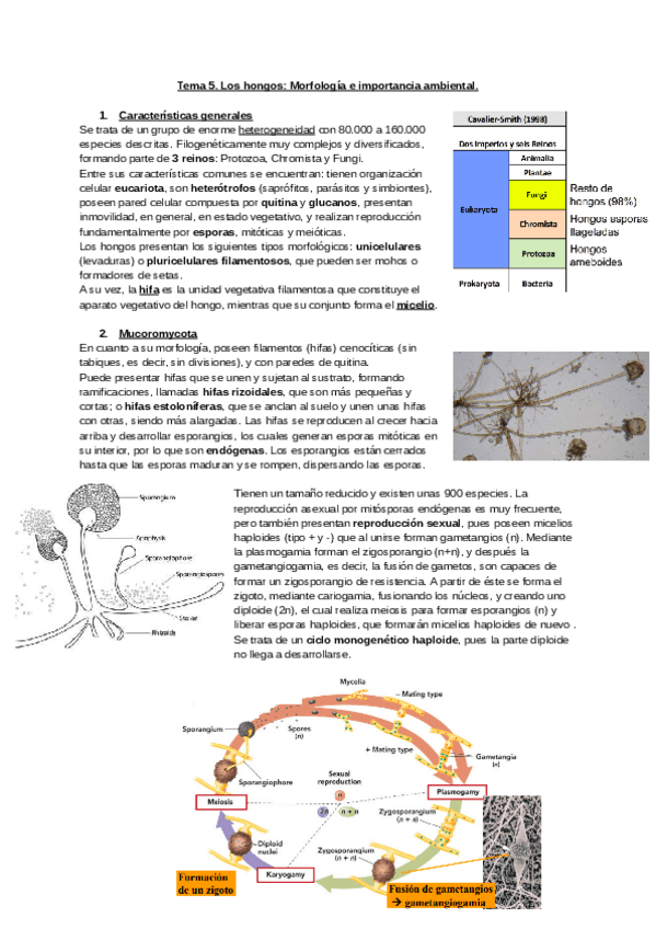 Miniatura del documento Tema-5.-Los-hongos-Morfologia-e-importancia-ambiental..pdf