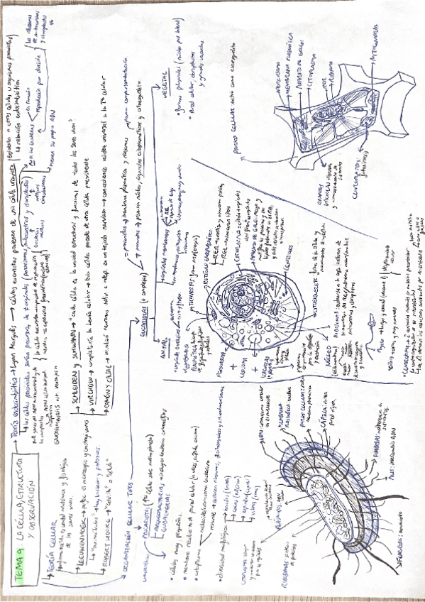 Miniatura del documento Bloque-3-Biologia-celular.pdf