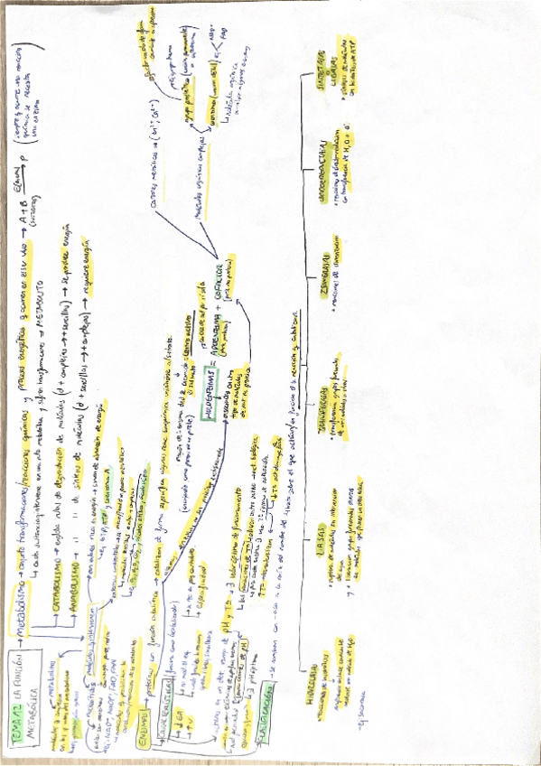 Miniatura del documento Bloque-4-El-metabolismo.pdf