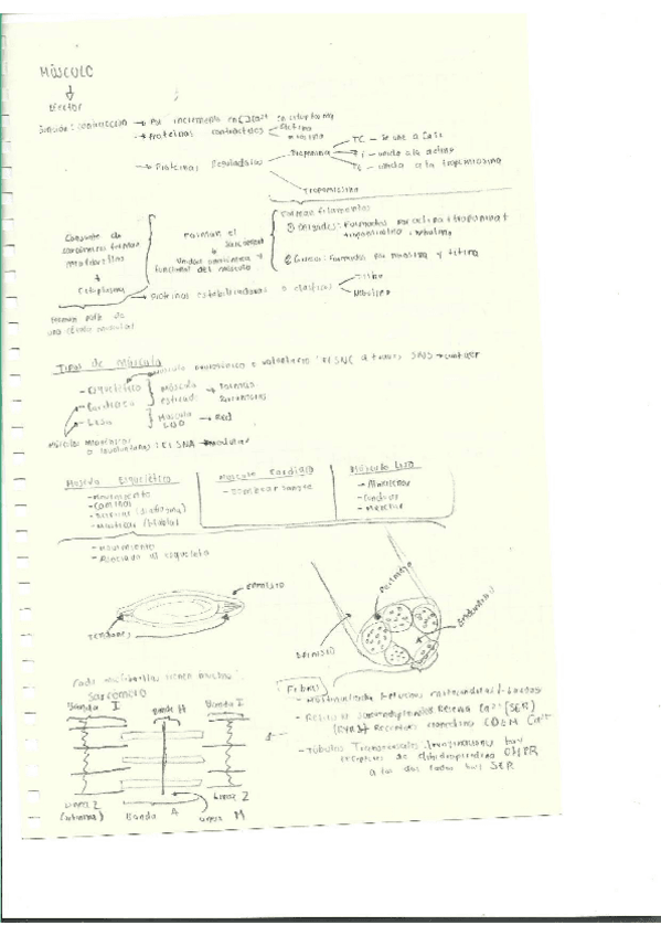 Miniatura del documento Escaner20250504-21.pdf