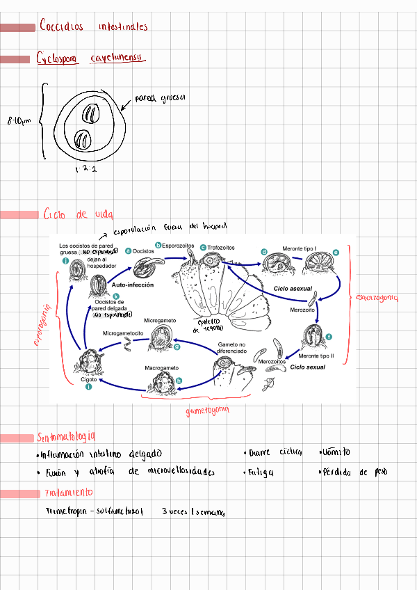 Miniatura del documento Coccidios-oportunistas-Protozoologia.pdf