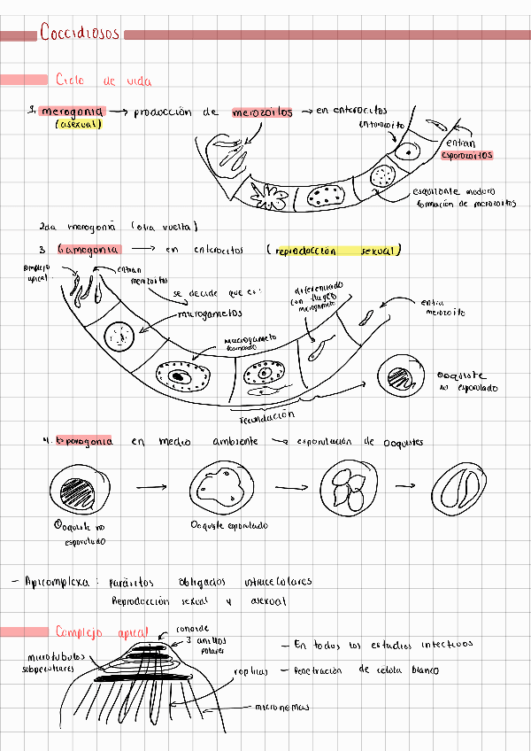 Miniatura del documento Eimeria-Protozoologia.pdf