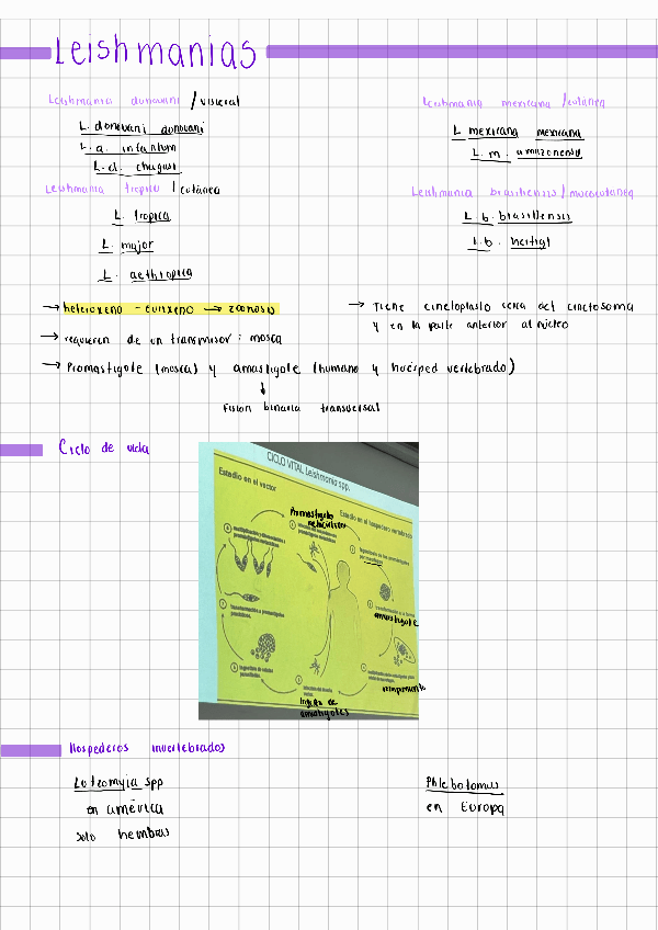 Miniatura del documento Leishmanias-Protozoologia.pdf