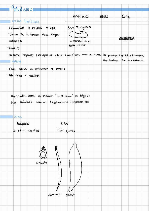 Miniatura del documento Paludismo-Protozoologia.pdf
