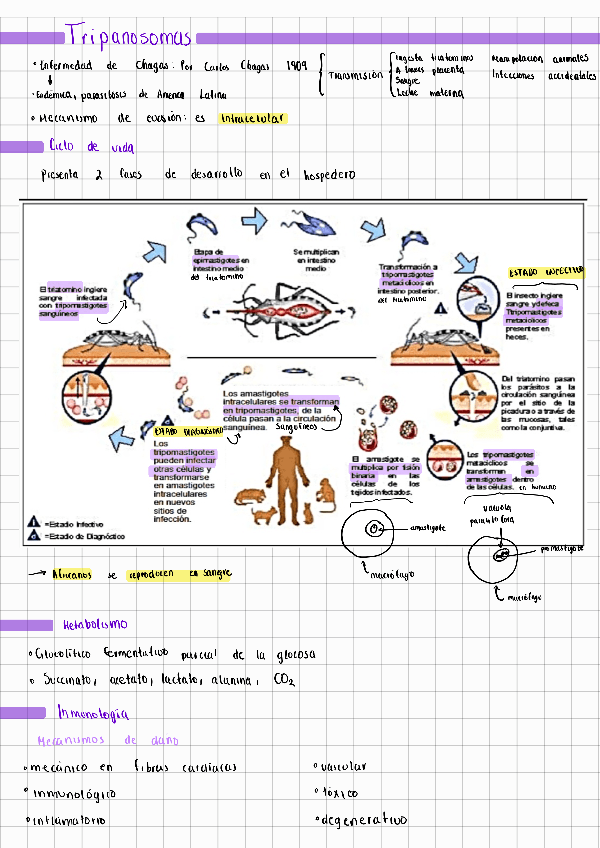 Miniatura del documento Tripanosomiasis-Protozoologia.pdf