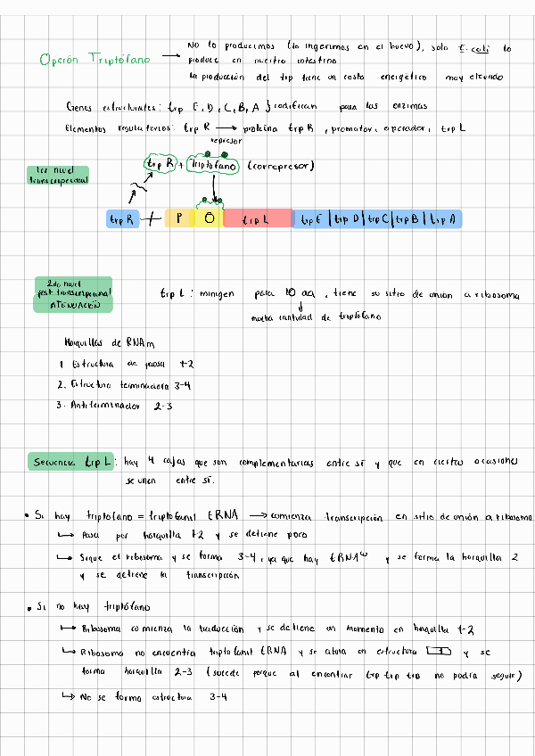 Miniatura del documento Regulacion-Genetica.pdf