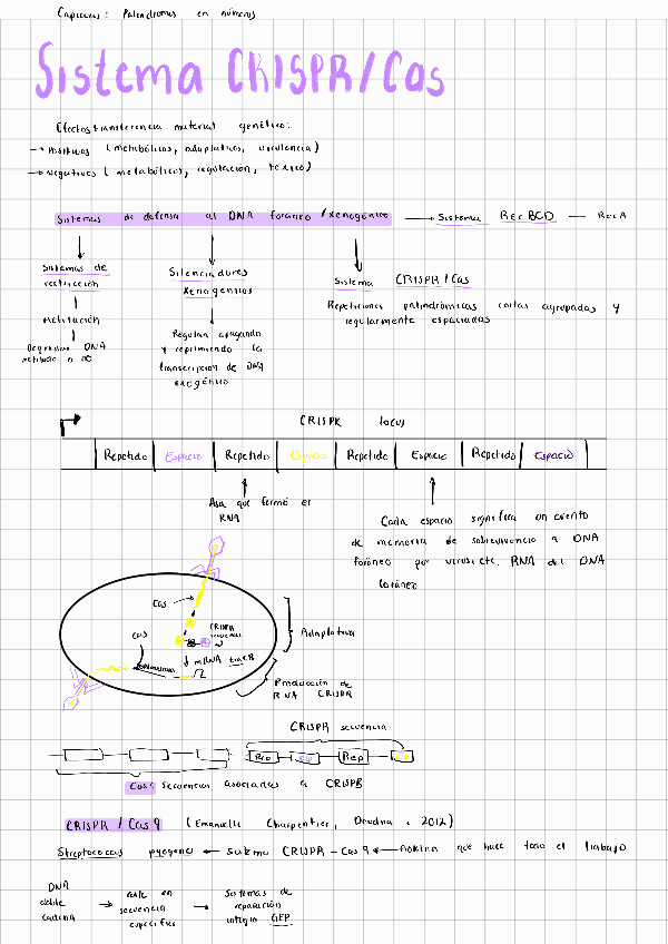 Miniatura del documento Sistemas-CRISPR-Genetica.pdf