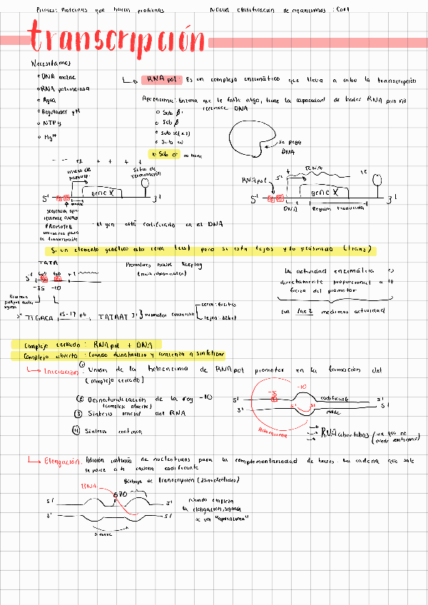 Miniatura del documento Transcripcion-Genetica.pdf