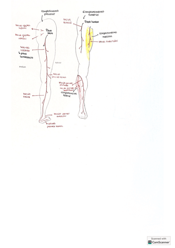 Miniatura del documento Esquema-inervacion.pdf