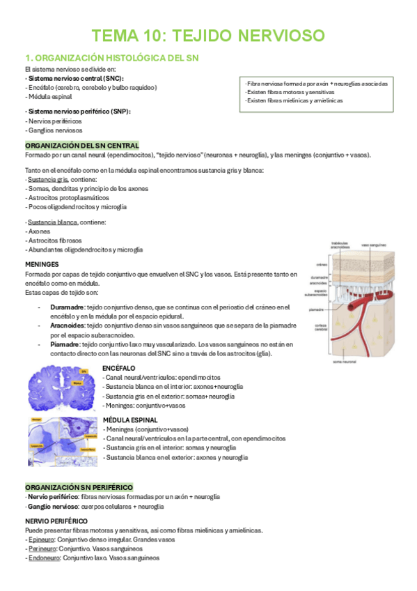Miniatura del documento HISTOLOGIA-TEMA-10.pdf