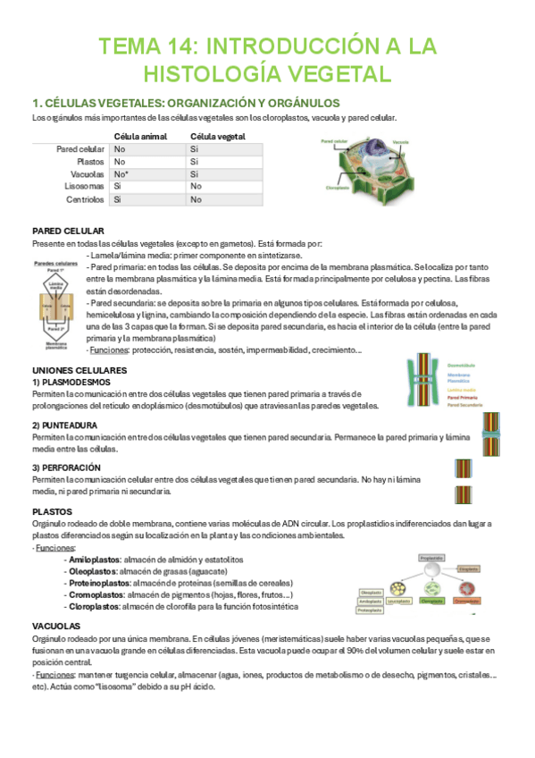 Miniatura del documento HISTOLOGIA-TEMA-14.pdf