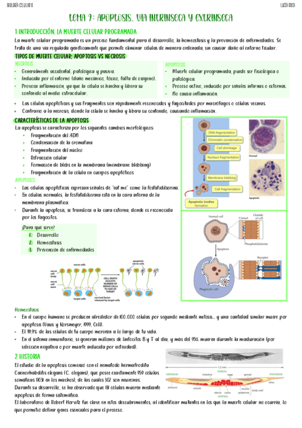 Miniatura del documento tema-9-biocel-II.pdf