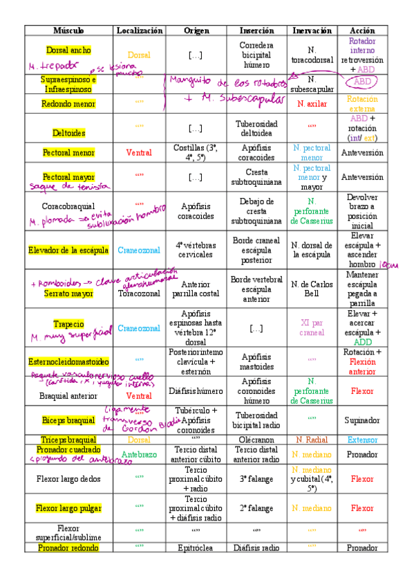 Miniatura del documento Resumen-MusculaturaAnatomia.pdf