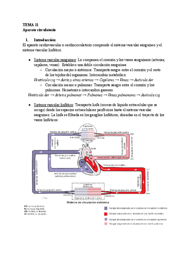 Miniatura del documento TEMA-11-Histologia.pdf