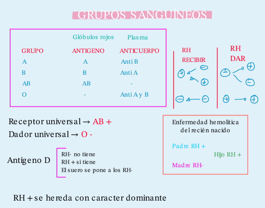 Miniatura del documento Grupos-sanguineos-1.pdf