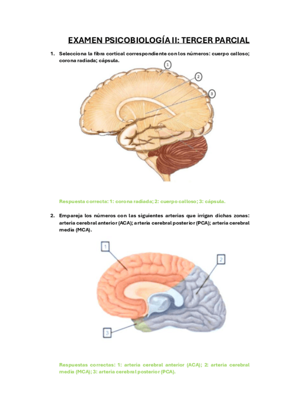 Miniatura del documento EXAMEN-PSICOBIOLOGIA-II-TERCER-BLOQUE.pdf