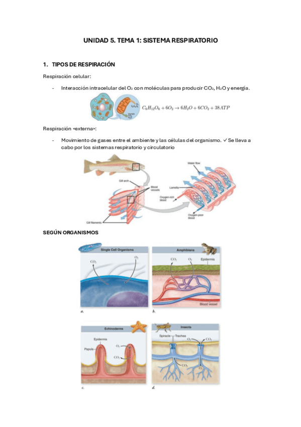 Miniatura del documento UD5-T1-FISIO.pdf