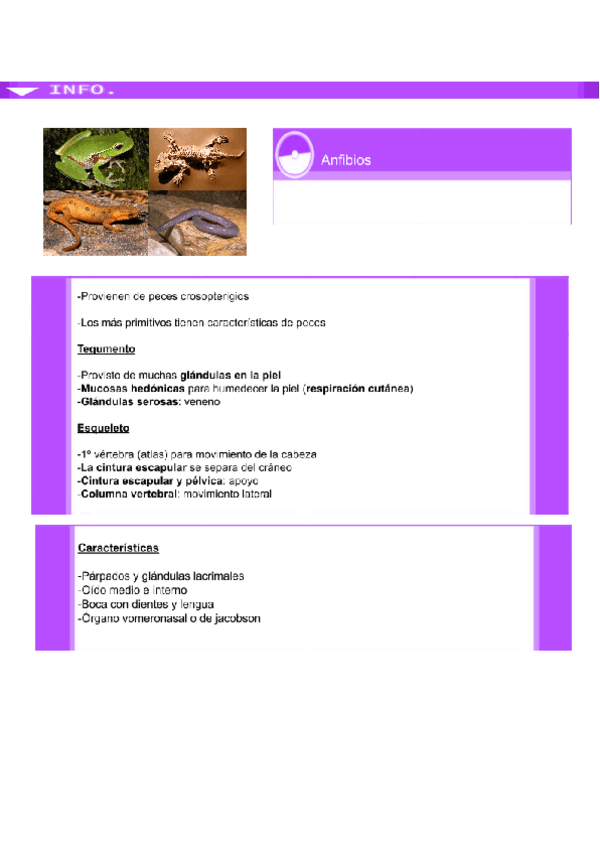 Miniatura del documento Anfibios-y-reptiles.pdf