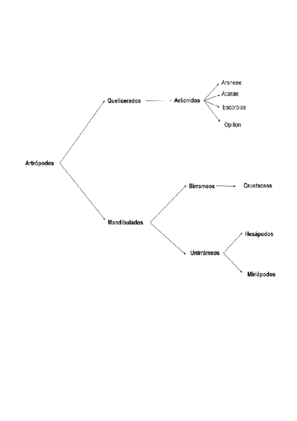 Miniatura del documento Artropodos.pdf