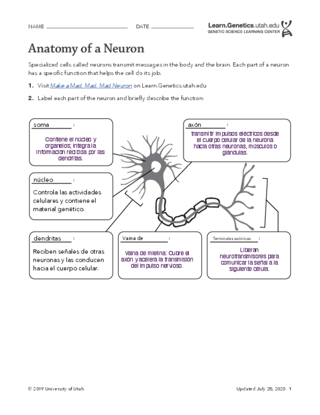 Miniatura del documento Anatomy-of-a-Neuron-and-Synapse.pdf