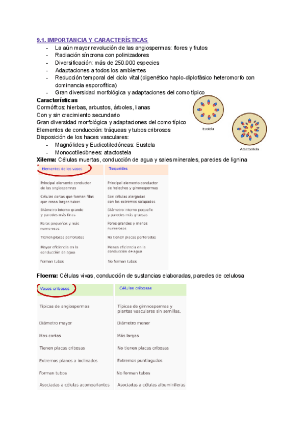 Miniatura del documento TEMA-9-BOTANICA-II.pdf