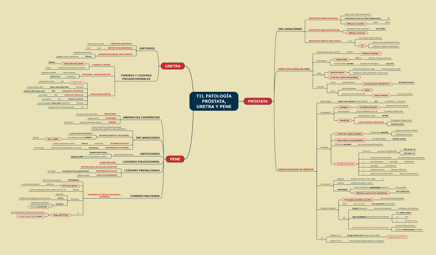 Miniatura del documento T11.-Patologia-prostata-uretra-y-pene.pdf