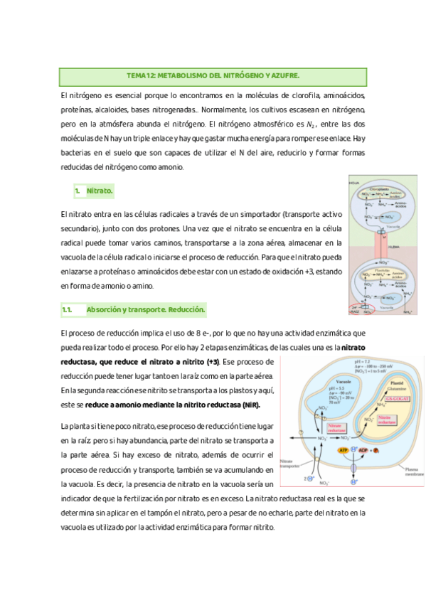Miniatura del documento TEMA-12-Metabolismo-del-nitrogeno-y-azufre.pdf