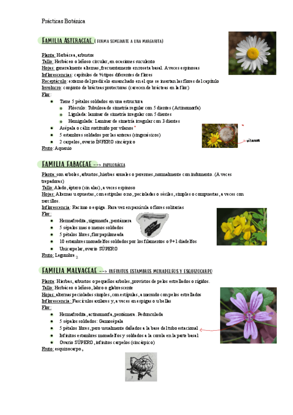 Miniatura del documento Practicas-botanica-ordenador.pdf