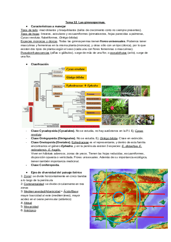 Miniatura del documento Tema-12.-Las-gimnospermas.-Tema-13.-Las-angiospermas..pdf