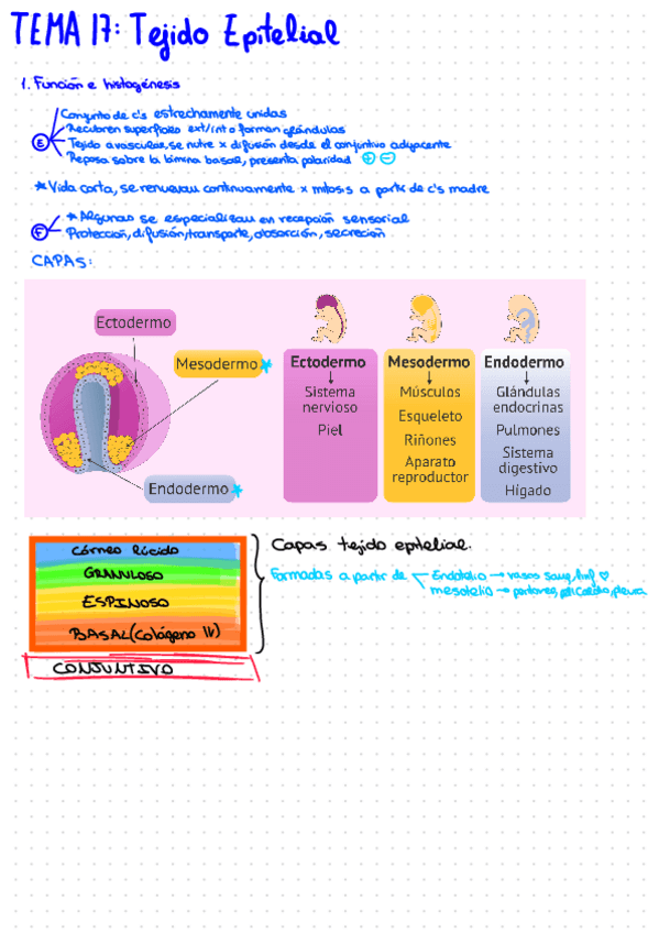 Miniatura del documento Esquemas-Histo.pdf