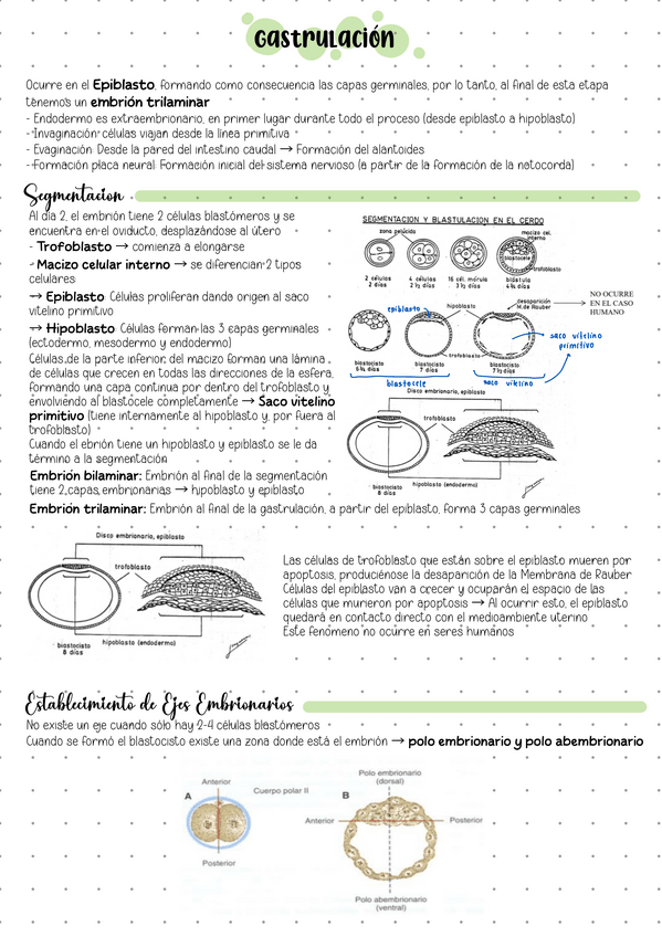Miniatura del documento Gastrulacion.pdf