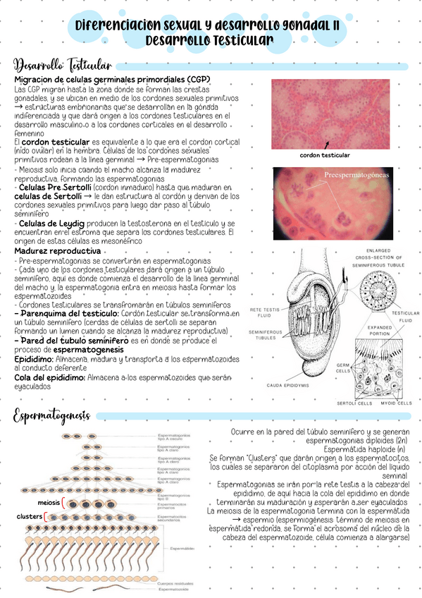 Miniatura del documento Desarrollo-gonadal-Testicular.pdf
