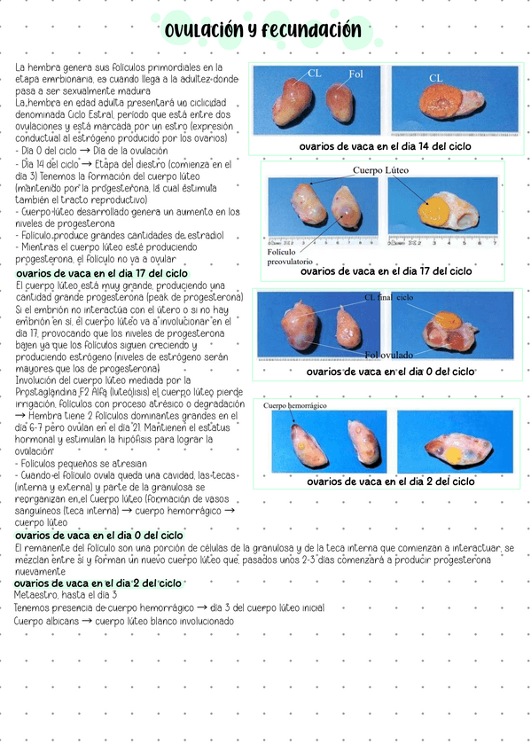 Miniatura del documento Ovulacion-y-Fecundacion.pdf