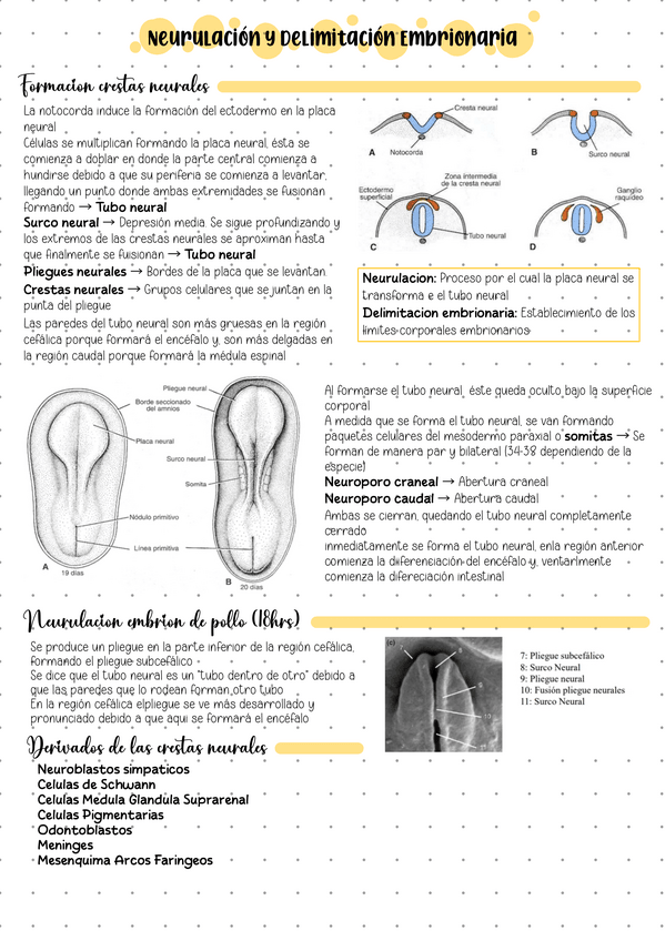 Miniatura del documento Neurulacion-y-delimitacion-embrionaria.pdf