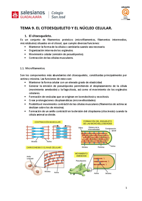 Miniatura del documento TEMA-9.-EL-CITOESQUELETO-Y-EL-NUCLEO-CELULAR..pdf