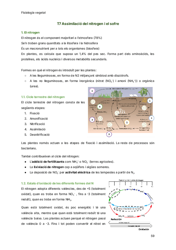 Miniatura del documento T7-Assimilacio-del-nitrogen-i-el-sofre.pdf