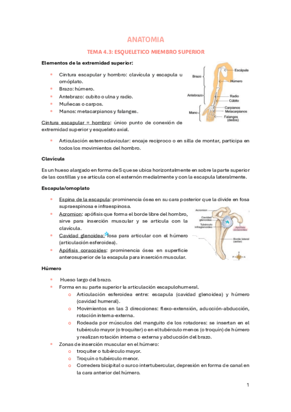 Miniatura del documento APUNTES-ANATOMIA-SEGUNDO-PARCIAL.pdf