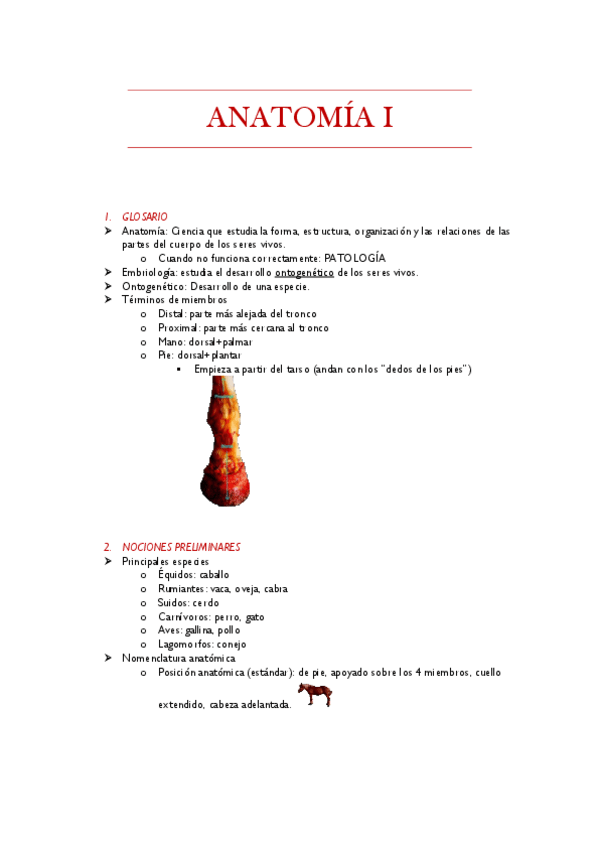 Miniatura del documento ANATOMIA-I-Primer-parcial.pdf