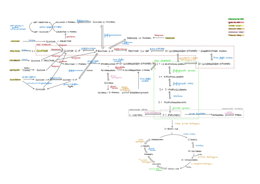 Miniatura del documento Esquema-glucolisis--ciclo-de-Krebs.pdf