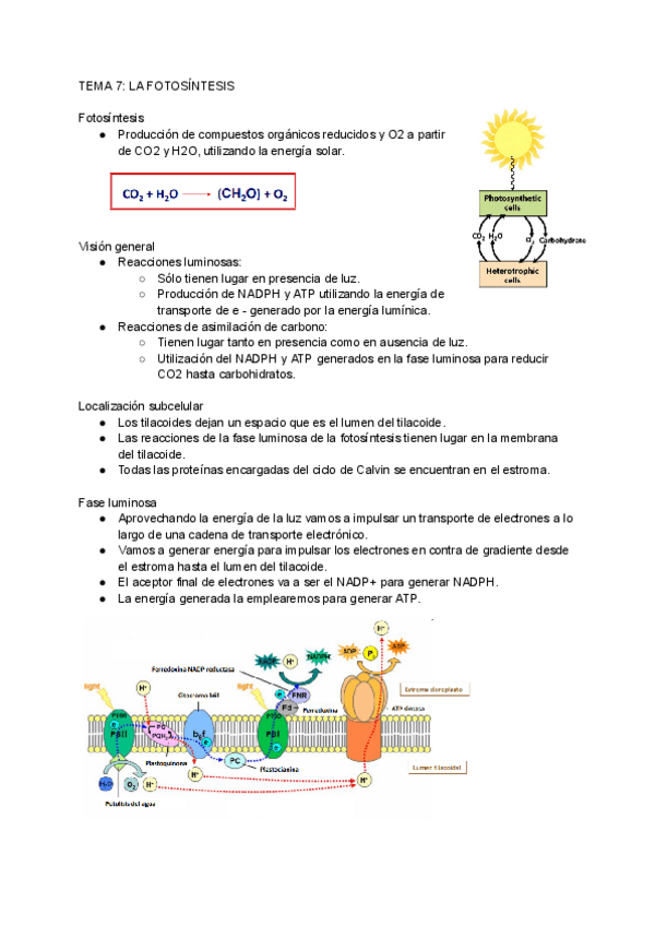 Miniatura del documento Bioquimica-Tema-7.pdf