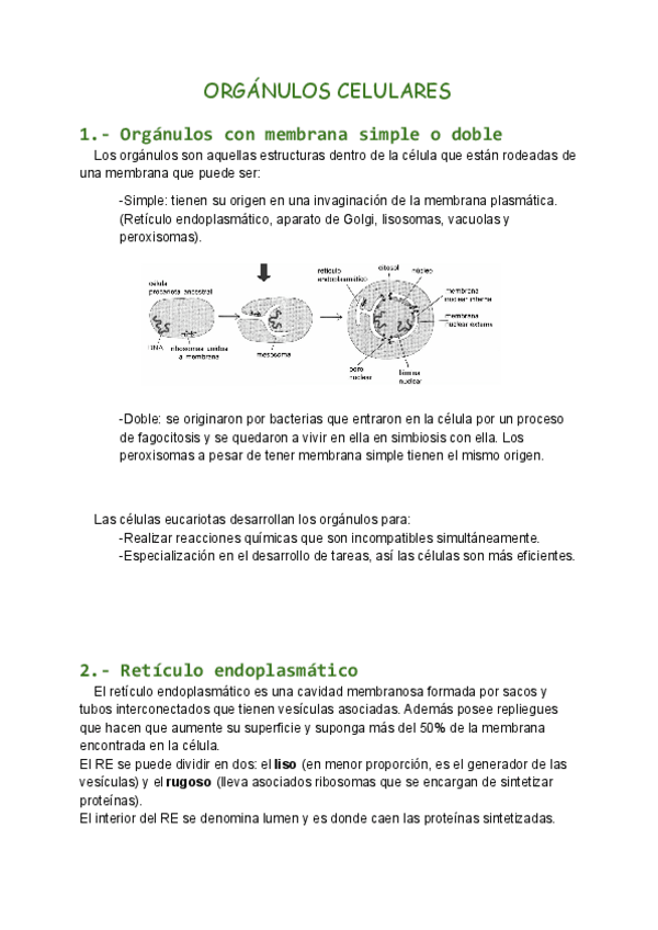 Miniatura del documento TEMA 3 BIO UNI.pdf