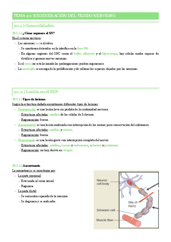 Miniatura del documento Tema-20.-Rgeneracion-del-tejido-nervioso..pdf