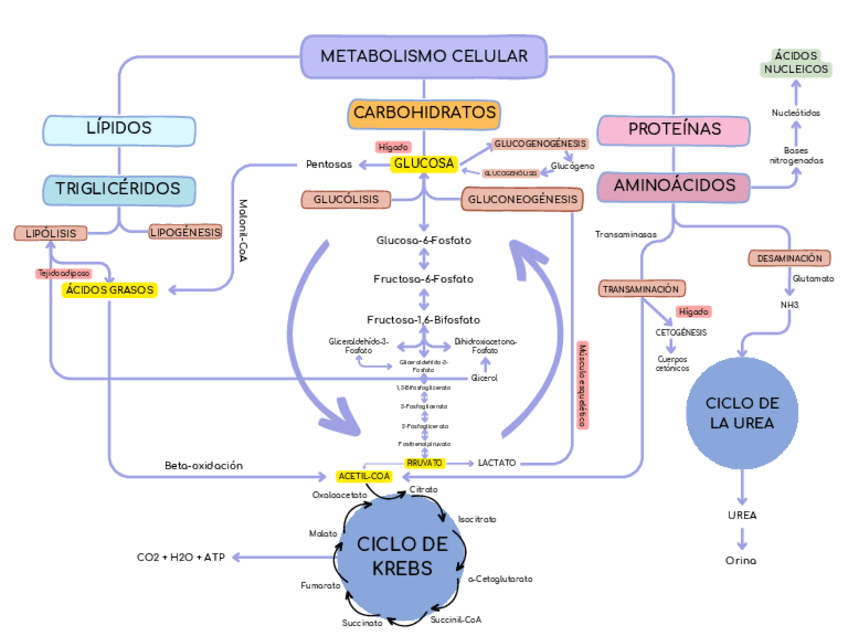 Miniatura del documento Mapa-conceptual.pdf