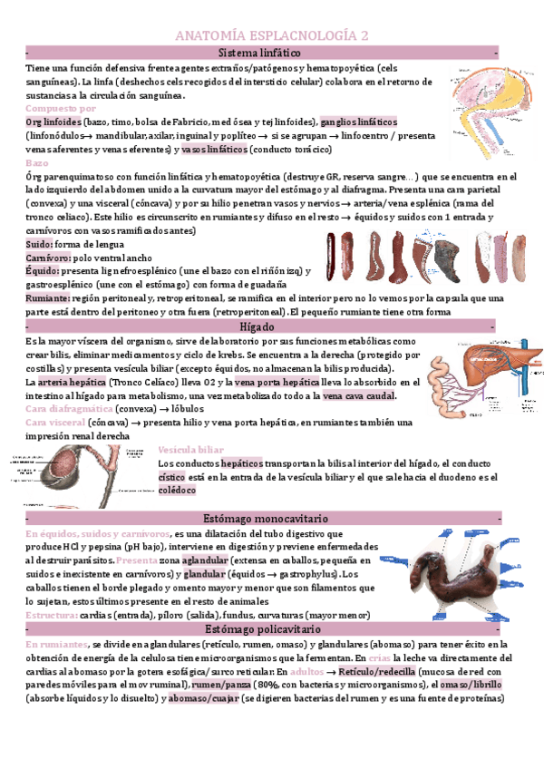 Miniatura del documento Anatomia-esplacnologia-Parcial-4.pdf