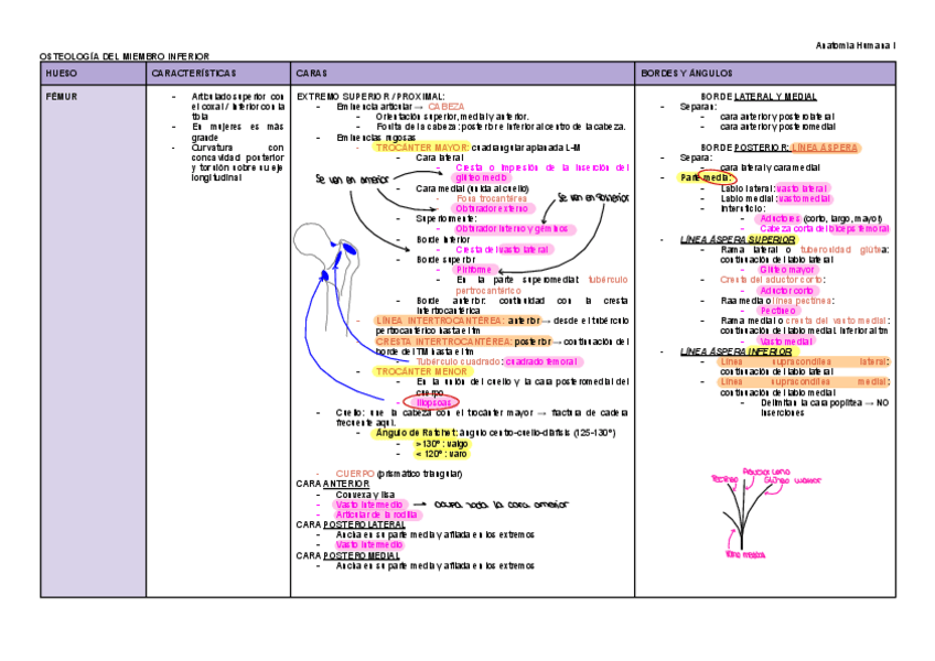 Miniatura del documento AHI-MMII.-huesos-pdf.pdf